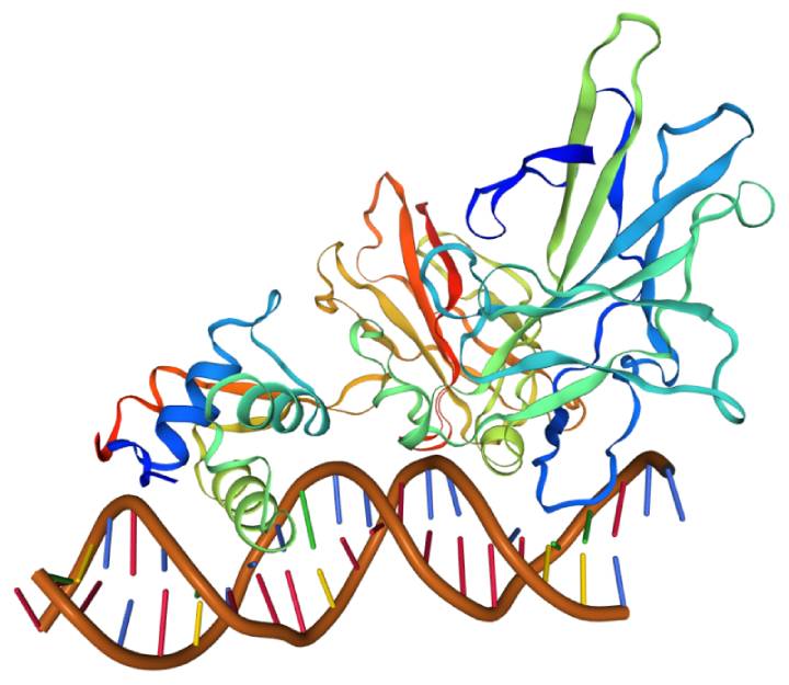 FoxP2 Geninin Modeli (kaynak)